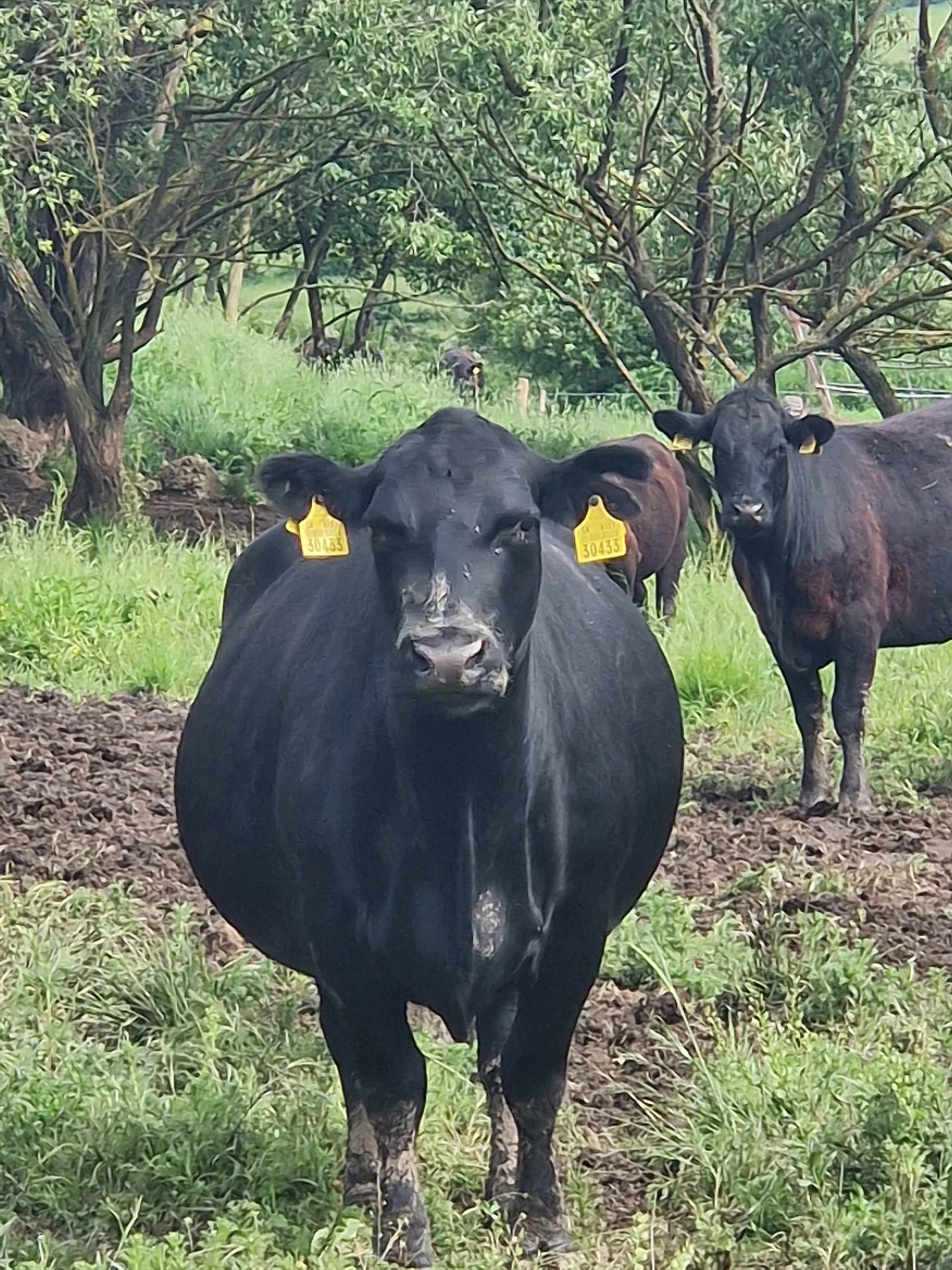 Býk Aberdeen Angus — Farma Lomnička
